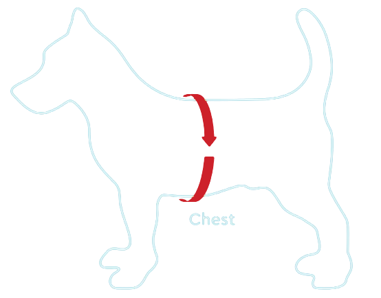 Where to measure your dog's chest, just behind the front legs
