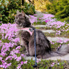 Devotees Cat on flowery garden step wearing Tre Ponti Genesis Strap harness in pink