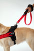 Double Handle Leash