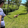 Woman at a lovely green park training a Frenchie or French Bull Dog wearing a Tre Ponti Primo Plus harness in red with a Tre Ponti Long Run 16.4' Training Leash