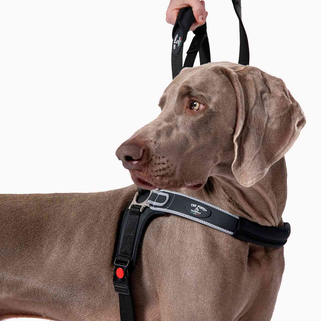 Dog wearing a Tre Ponti Forza harness and leash on a white background