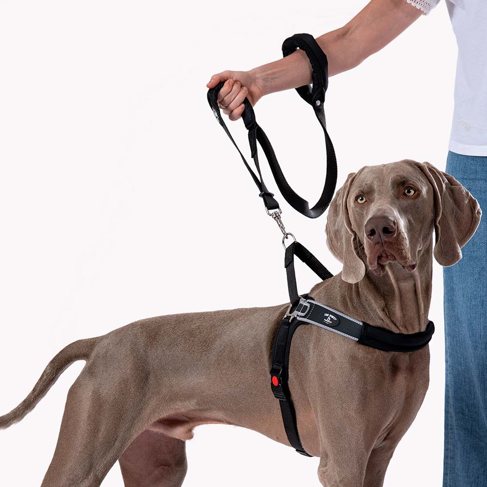 Weimaraner wearing the Tre Ponti Forza no-pull harness