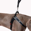 Forza No Pull Harnesses