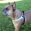 Adorable French bulldog in the park wearing Tre Ponti Genesis Adjustable Harness in Mint