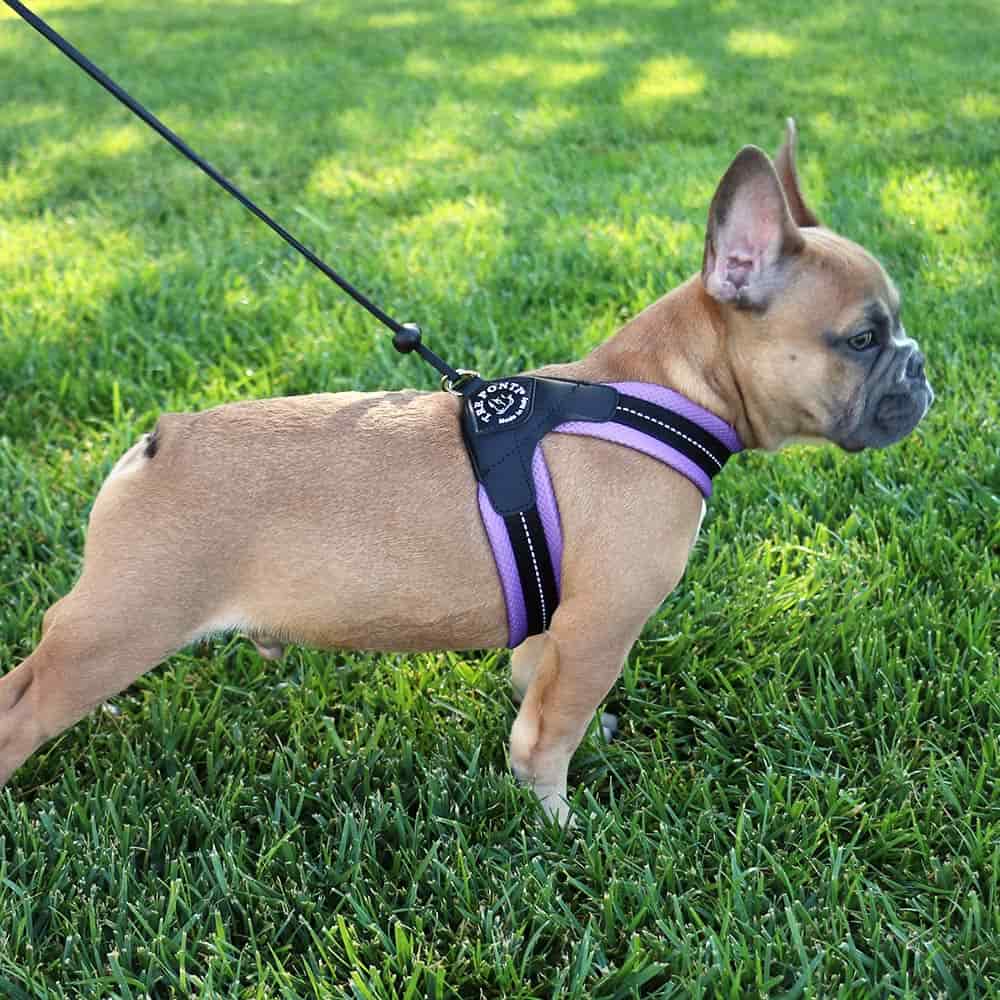 Mesh Strap - Step-in harness, cat/dog, no escape, soft, made in Italy ...