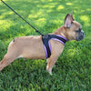 French Bulldog wearing Tre Ponti Mesh Strap Harness in Lavender standing alert in shady grass