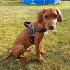 Light brown Beagle mix wearing Tre Ponti Primo Harness in Black sitting on matted grass in backyard