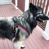 Long Haired Shepherd looking out from the balcony wearing Tre Ponti Brio Harness in Red