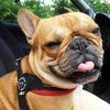 French Bulldog in car looking out window with tongue out wearing Tre Ponti Mesh Adjustable Harness in Red