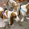Basset Hounds at pet expo wearing Tre Ponti Genesis Adjustable Harnesses in Pink and Blue with reflective trims