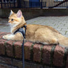 Tabby Cat lying on brick wall in the city wearing Tre Ponti Genesis Strap Harness with reflective trims in Black