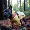 French Bulldog with yellow hoodie standing in the forest wearing Tre Ponti Genesis Adjustable Harness in Red with reflective trims