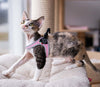 Short hair kitten wearing a Tre Ponti Genesis Pink Strap harness, with reflective trims, playing on her cat tower 