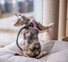 Short hair multicolor kitten wearing a Genesis Strap Pink harness with reflective trims having fun on her cat tower