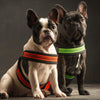 French Bulldog pair sitting in photo studio wearing Tre Ponti Fluo Pop Buckle Harnesses in Orange and Yellow