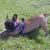 French Bulldog wearing Tre Ponti Mesh Buckle Harness in Lavender playing in the grass and chewing a bone