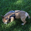 Top view of French Bulldog wearing Tre Ponti Mesh Strap Harness in Lavender sniffing around in shady grass
