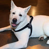 White Shepherd at pet expo laying on show floor wearing Tre Ponti Brio Harness in Black