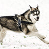Alaskan Husky wearing Tre Ponti Primo Harness in Black running in snow