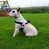 White Bull Terrier sitting in backyard grass wearing Tre Ponti Potenza Harness in Pink