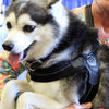 Alaskan Husky puppy wearing Tre Ponti Mesh Buckle Harness in Black held in the arms of a person at a pet expo
