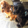 Cocker Spaniels on patio wearing Tre Ponti Genesis Adjustable Harnesses in Pink and Blue with reflective trims