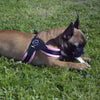 French Bulldog wearing Tre Ponti Mesh Strap Harness in Pastel Pink lying on matted grass and chewing on a bone