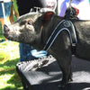 Small Potbelly Pig on table wearing Tre Ponti Genesis Adjustable Harness in Black with reflective trims
