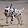Dalmation puppy running in beach sand wearing Tre Ponti Genesis Adjustable Harness in Black with reflective trims