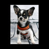 Black and White Chihuahua puppy sitting on sidewalk wearing Tre Ponti Fluo Pop Buckle Harnesses in Orange