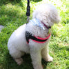 Standard Poodle at the park sitting on grass wearing Tre Ponti Mesh Buckle Harness in Neon Pink