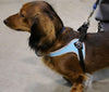 Long Haired Dachshund wearing Tre Ponti Genesis Adjustable Harness in Blue with reflective trims