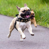 French Bull dog running happily and wearing Tre Ponti Primo Plus harness in camouflage