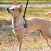 Tan Short Haired Chihuahua standing in sparse grass at park wearing Tre Ponti Genesis Strap Harness with reflective trims in Pink