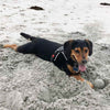 Dachshund Beagle playing in sand at the beach wearing Tre Ponti Brio Harness in Black