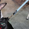 Tre Ponti Italy Stitch Leash in Blue attached to Tre Ponti harness worn by a dog