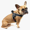 French Bulldog in studio pose wearing Tre Ponti Brio harness in black