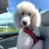 Giant Poodle wearing a Tre Ponti Primo Plus harness in red and enjoying a ride in a convertible car