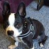 Boston Terrier at home sitting on berber carpet wearing Tre Ponti Genesis Buckle Harness in Black with reflective trims 