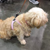Long Haired Terrier wearing Tre Ponti Genesis Buckle Harness in Pink with reflective trims sitting on cement floor at pet expo