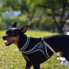 Doberman puppy at the park on leash wearing Tre Ponti Genesis Strap harness  with reflective trims in Black