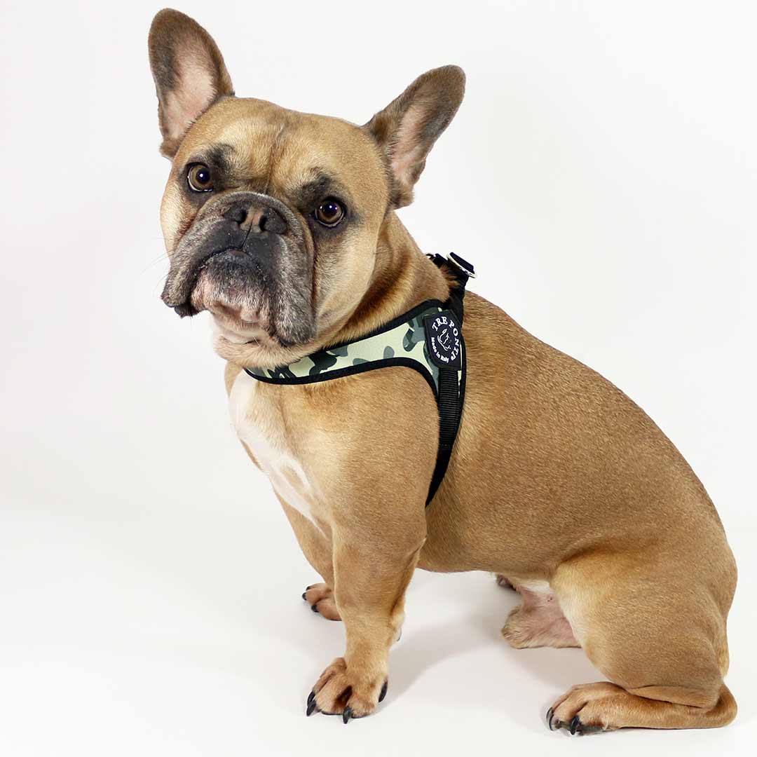 Frowny face French Bulldog in studio pose wearing Tre Ponti Camo Adjustable dog harness in American military color