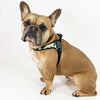 Frowny face French Bulldog in studio pose wearing Tre Ponti Camo Adjustable harness in American military color