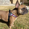 French Bulldog standing in backyard wearing Tre Ponti Camo Adjustable harness in Pink