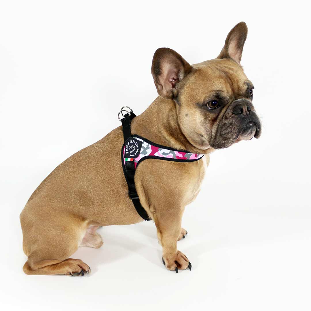 Alert French Bulldog in studio pose wearing Tre Ponti Camo Adjustable dog harness in Pink