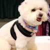 Bichon Frise at pet expo standing on table wearing Tre Ponti Mesh Buckle Harness in Black