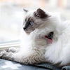 Fluffy White Cat with blue eyes lying on blanket by window wearing Tre Ponti Genesis Strap Harness with reflective trims  in Pink