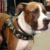 Pit Bull mix at pet expo wearing a Tre Ponti Primo Plus harness in camouflage