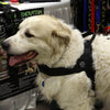 Great Pyrenees wearing Tre Ponti Primo Plus Harness in Black standing in front of table at pet expo