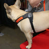 French Bulldog wearing Tre Ponti Fluo Pop Buckle Harness in Orange standing on table at expo